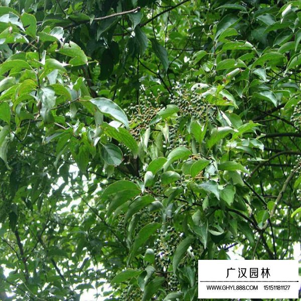 光皮樹種子(圖4)