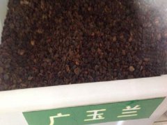 廣玉蘭種子