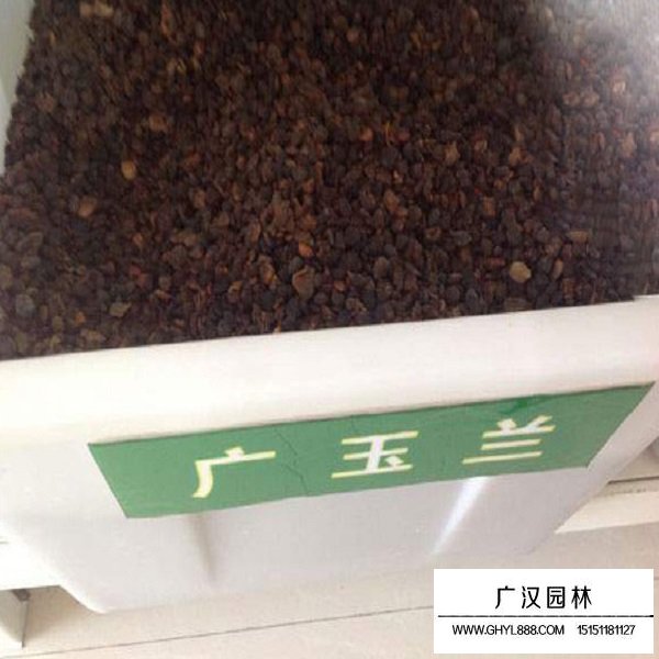 廣玉蘭種子(圖1)