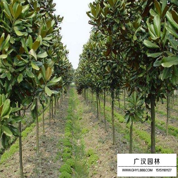 廣玉蘭種子(圖4)