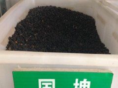 國槐種子