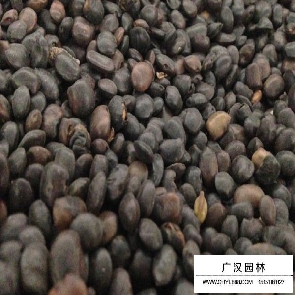 國槐種子(圖2)