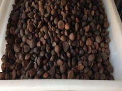 紅花油茶種子