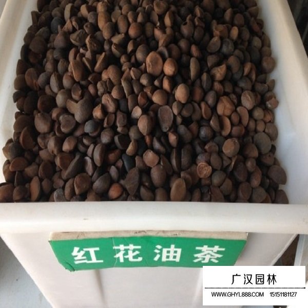 紅花油茶種子(圖1)