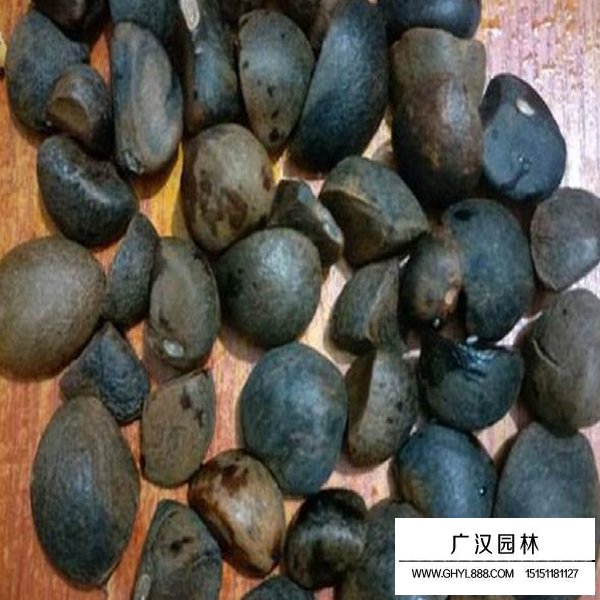 紅花油茶種子(圖2)
