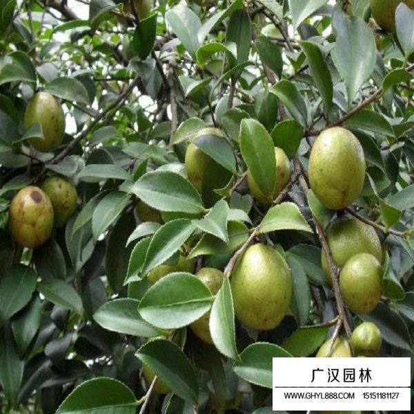 紅花油茶種子(圖3)