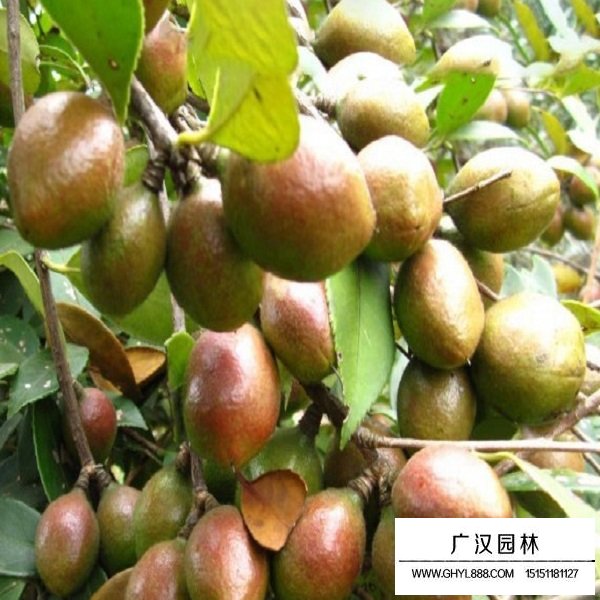 紅花油茶種子(圖4)