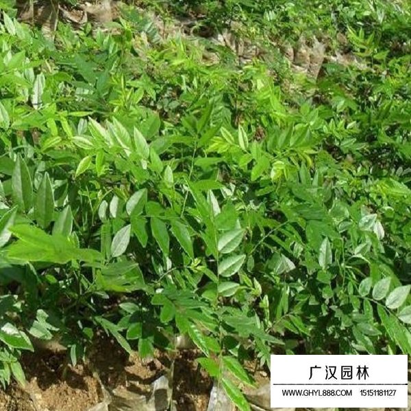 黃花梨種子(圖4)