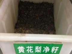 黃花梨種子