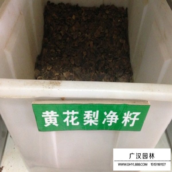 黃花梨種子(圖1)