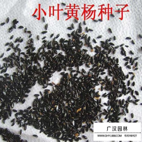 黃楊種子(圖1)