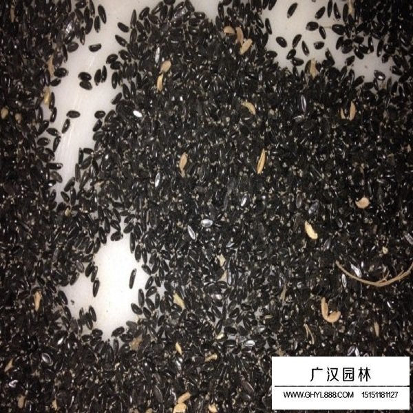 黃楊種子(圖2)