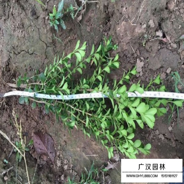黃楊種子(圖3)