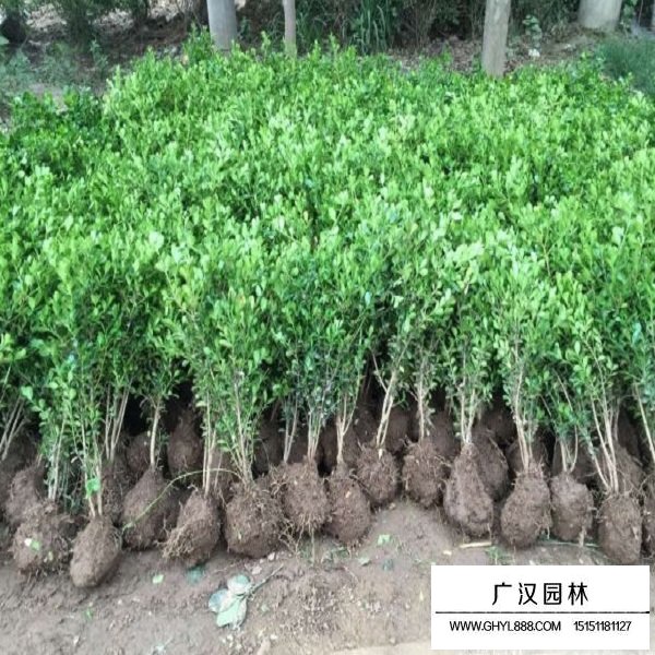黃楊種子(圖4)