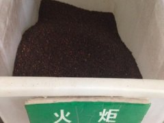 火炬種子
