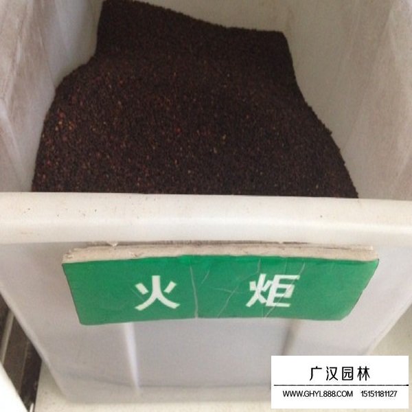 火炬樹的生長習性(圖1)