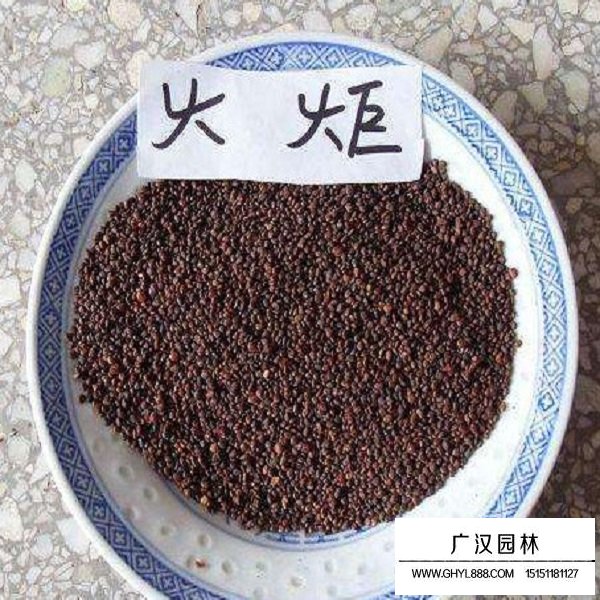 火炬種子(圖2)