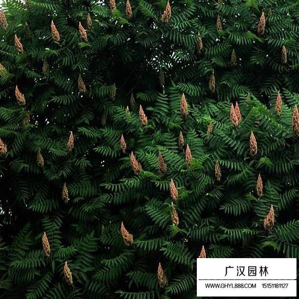 火炬樹的生長習性(圖3)