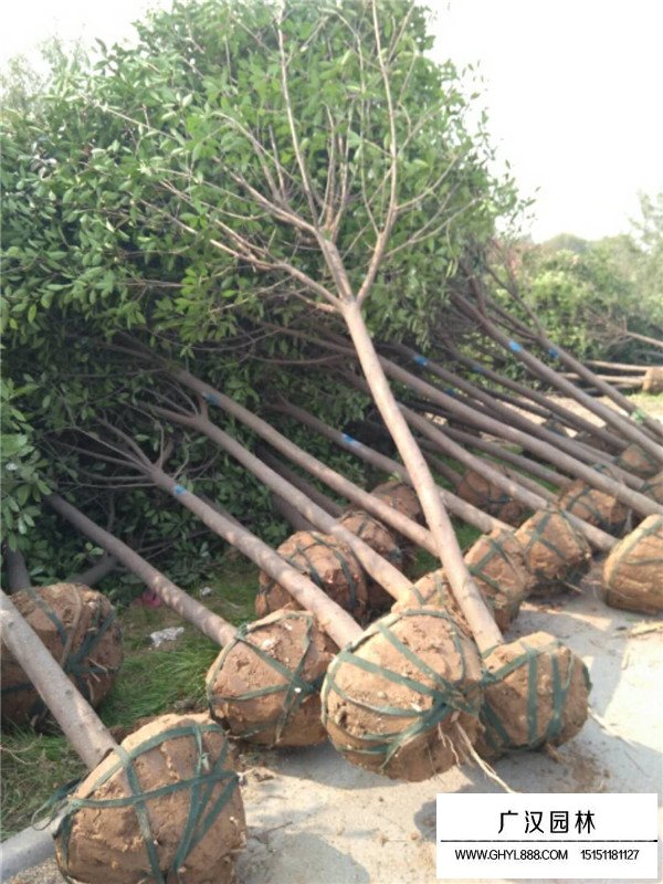 種植石楠樹的注意事項(圖1)