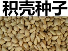 積殼種子