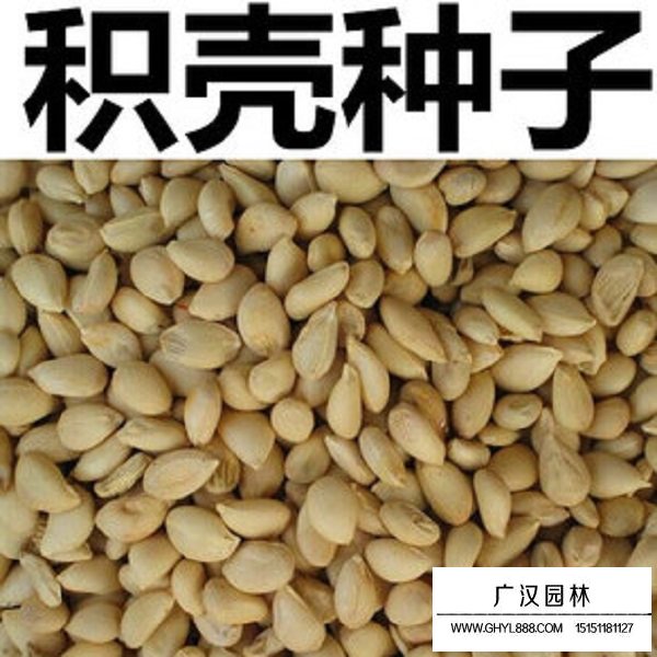 積殼種子(圖1)