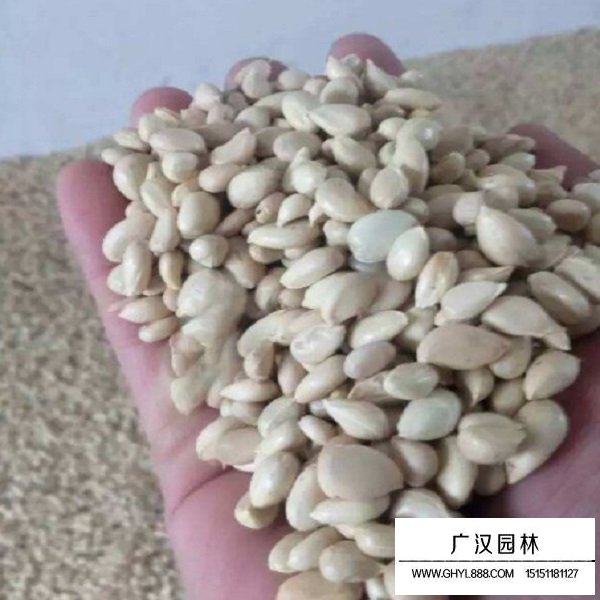 積殼種子(圖2)