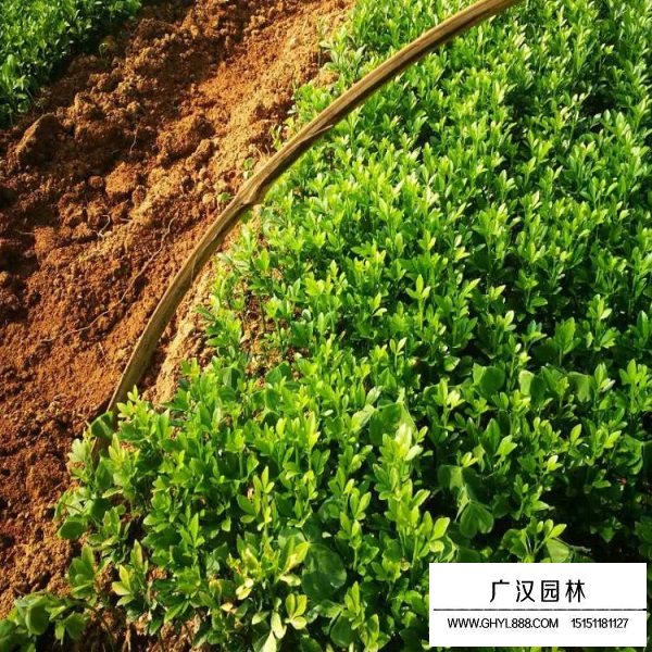 積殼種子(圖3)