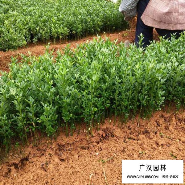 積殼種子(圖4)