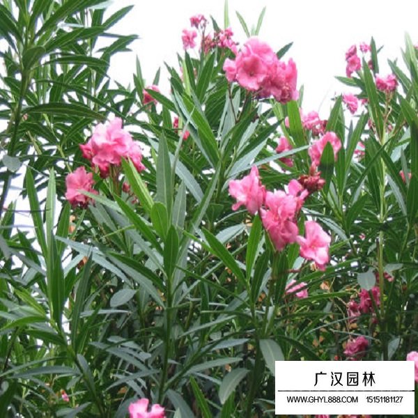 夾竹桃種子(圖4)