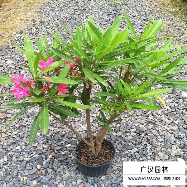 夾竹桃種子(圖2)