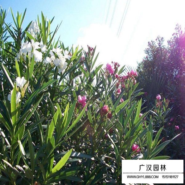 夾竹桃種子(圖3)
