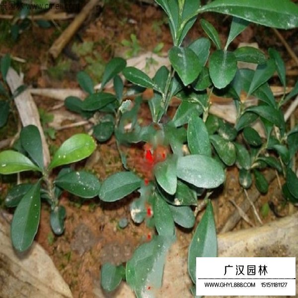 金彈子種子(圖4)