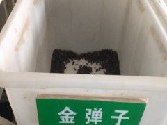金彈子種子