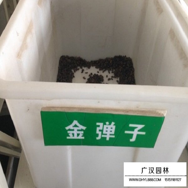 金彈子種子(圖1)