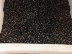 金合歡種子