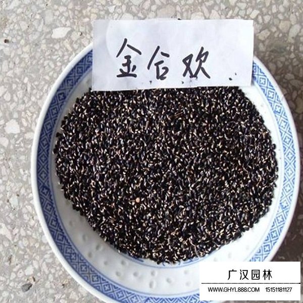 金合歡種子(圖2)