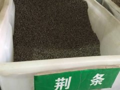 荊條種子