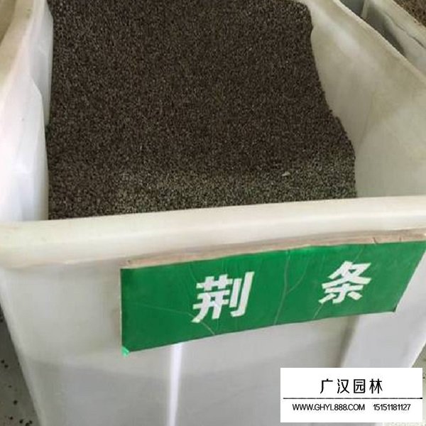 荊條種子(圖1)