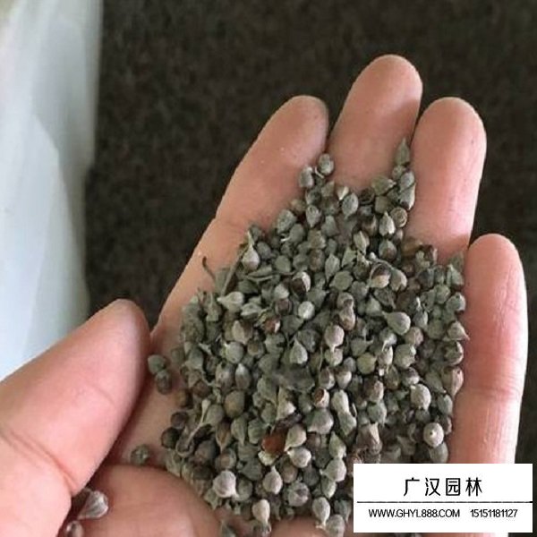荊條種子(圖2)