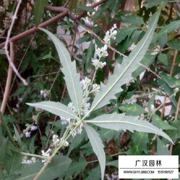 荊條種子(圖3)