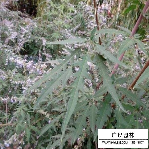 荊條種子(圖4)