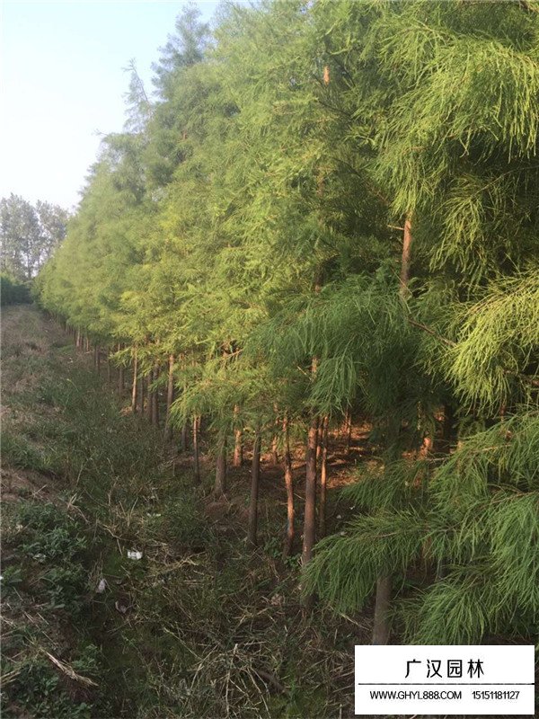 落羽杉的種植方式有哪些(圖1)