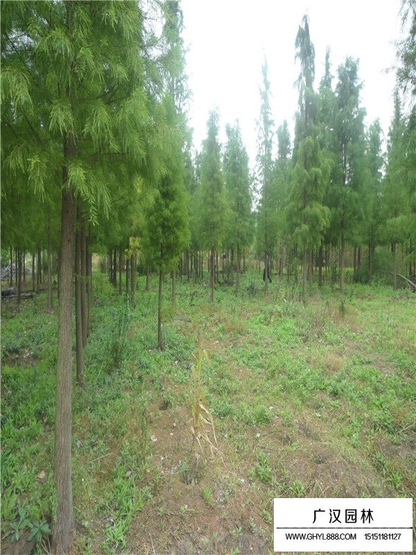 落羽杉的種植方式有哪些(圖3)