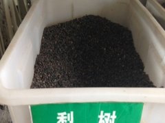 梨子種子