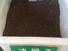 決明子種子