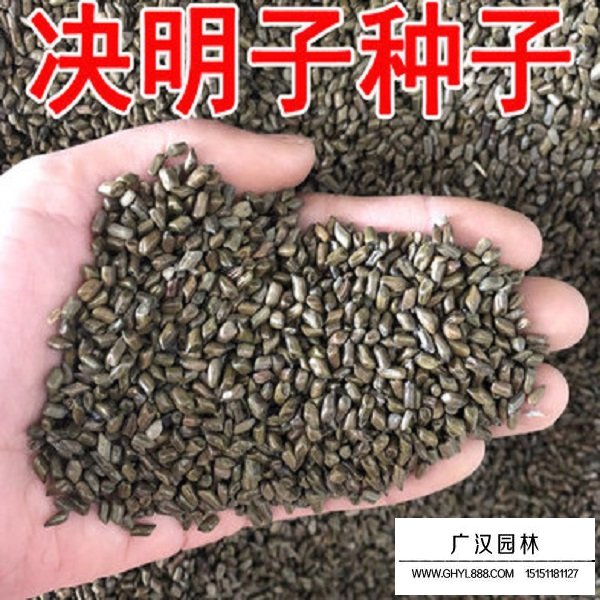 決明子種子(圖2)