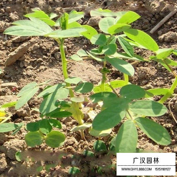 決明子種子(圖3)