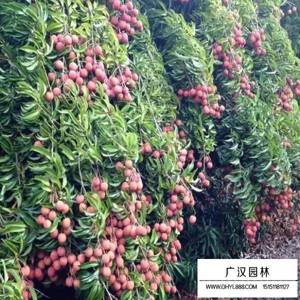 荔枝種子(圖4)
