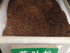 落葉松種子