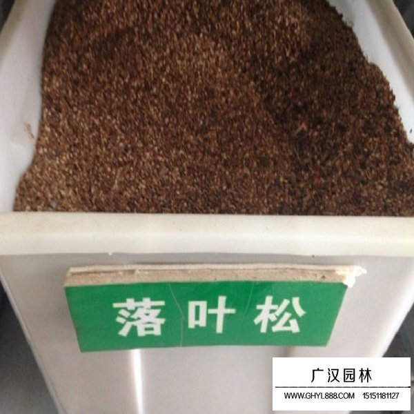 落葉松種子(圖1)